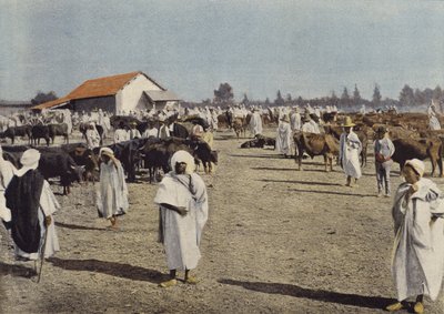 Cattle Fair at Sidi-Bel-Abbes by European Photographer
